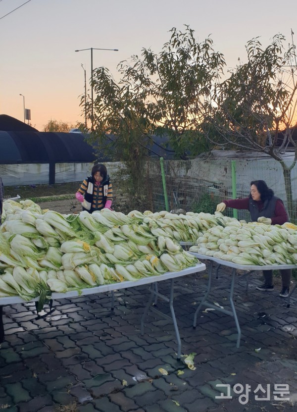 공동농장에서 직접 재배한 배추를 수확해 절이는 일은 해가 질 때까지 이어졌다.