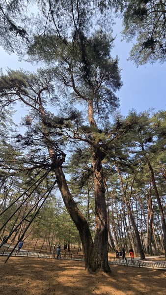 청령포의 상징인 600년 된 소나무 관음송.