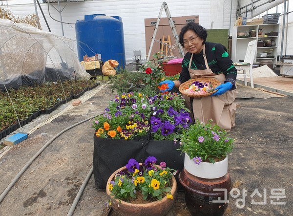 농장에서 체험수업용 꽃을 수확하는 모습.