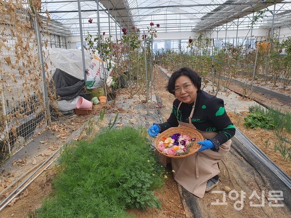 겨울을 견뎌낸 카모마일 허브가 어느 사이 꽃대를 올리는 가운데, 장미나무가 새순을 올릴 준비를 하고 있다.