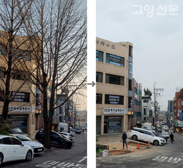 고양시청 정문 앞 성광빌딩 은행나무의 마지막 모습. 왼쪽은 27일, 오른쪽은 30일에 각각 찍은 사진이다.