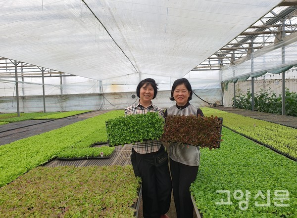 동생 전혜영(왼쪽), 언니 전순일 공동농장장이 정성껏 키운 상추류 모종판을 보여주고 있다.