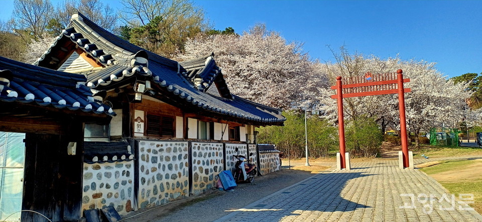 벚꽃동산에 둘러싸인 교하향교. 