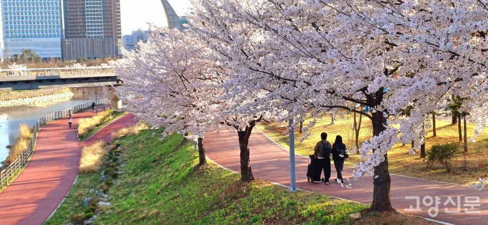 운정 주민들의 산책코스로 사랑받는 소리천 벚꽃길. 