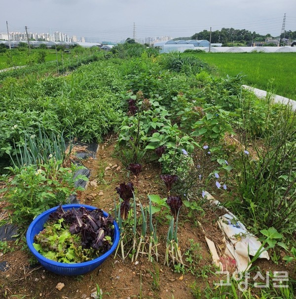 호사랑이 농사짓고 있는 밭. 지난해 잘 지은 농산물은 지인들과 넉넉하게 나눔했다.