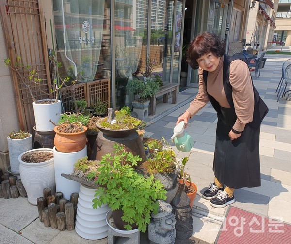 김영옥 대표가 배시시 하얀 꽃잎을 피워낸 돌단풍에 분무기로 물을 분사 하고 있다.