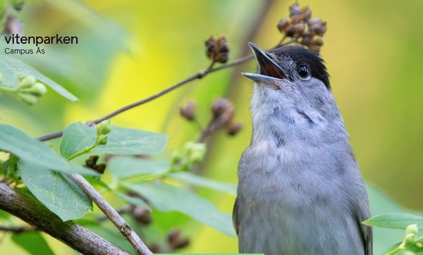 새노래투어 (Fuglesangtur , Bird Song Tour)’ 프로그램 소개 초기화면. NMBU 대학 캠퍼스 비텐파르켄(Vitenparken) 지식공원 홍보자료 캡처. 