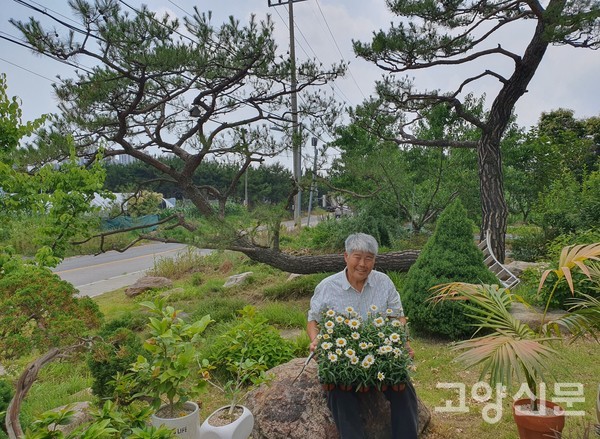 박민수 대표가 치유정원 입구 150년생 '누운 소나무' 앞에서 마가렛 꽃 심기를 준비하고 있다.
