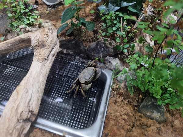 말똥게