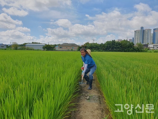 '가와지1호' 품종이 자라는 논에서 윤준영 대표가 둑을 정비하고 있다.