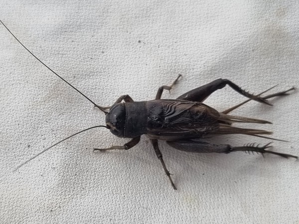 왕귀뚜라미. 겹눈 위 흰띠 무늬가 눈썹처럼 보인다.