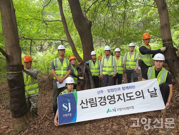 고양시 산림조합이 대벌레 퇴치에 사용된 끈끈이 롤 트랩을 수거 작업을 했다.