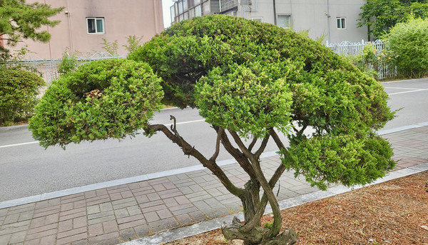 이한영 어르신이 가꾼 화단.