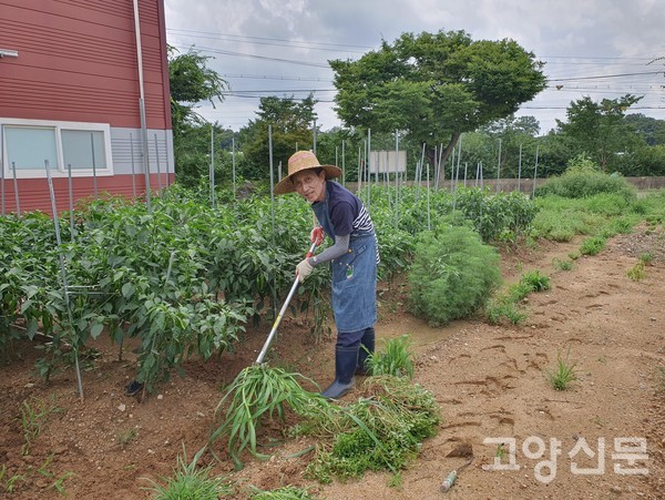 김경환 자연나들봉사회장이 텃밭채소들을 가꾸고 있다.