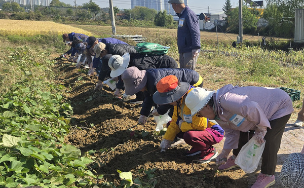 흰돌종합사회복지관이 노인맞춤돌봄서비스 대상 어르신들과 가을 문화체험 ‘가을을 캐다, 행복을 담다’를 운영했다.