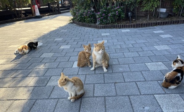 카페에서 칼럼을 쓸 때 나타난 고양이 가족. 사진 김수지